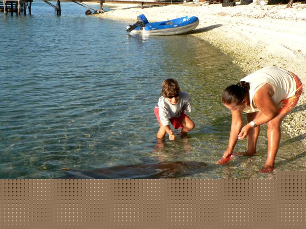 56- Bastien frime a cote de Tamaro, le requin nourrice 